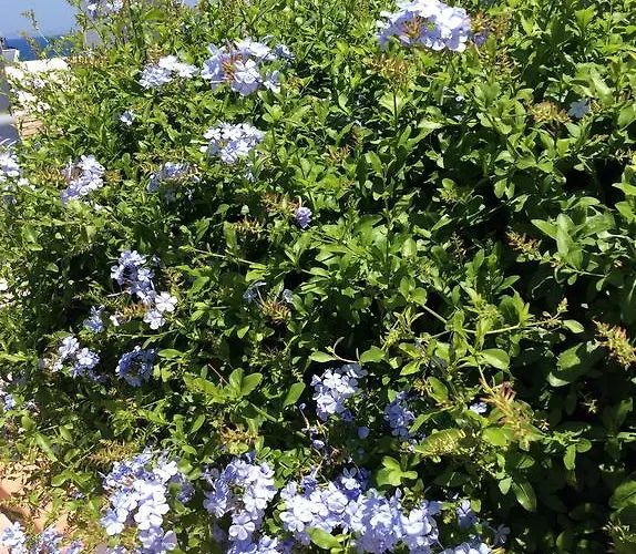 Apartment Katerina & Studios