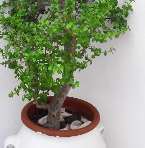 Apartment Katerina & Studios Naousa (Paros)